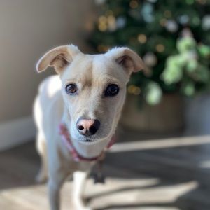 Meet your Posher, Abby